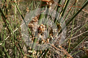 Cuscuta campestris close up