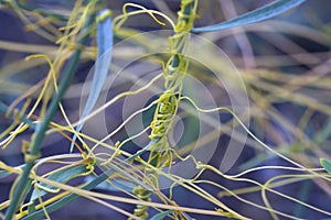 Cuscuta, dodder, parasitic plant