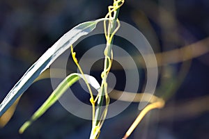 Cuscuta, dodder, parasitic plant