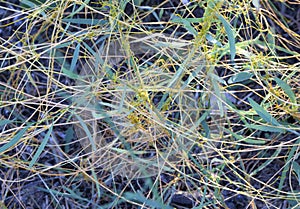 Cuscuta, dodder, parasitic plant