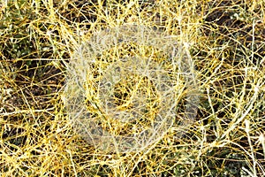 Cuscuta, dodder, parasitic plant