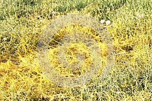 Cuscuta, dodder, parasitic plant
