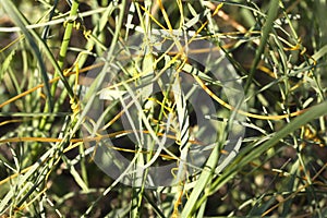 Cuscuta, dodder, parasitic plant