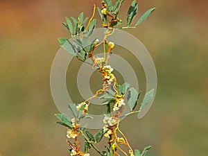 Cuscuta, dodder, parasitic plant on alfalfa