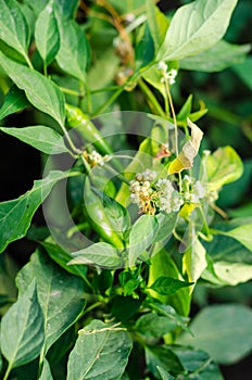 Cuscuta (dodder) plant