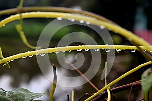 Cuscuta europaea in nature  and rain water drops