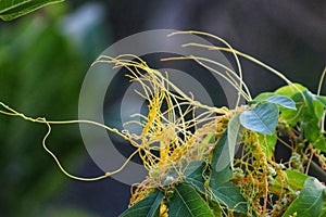 Cuscuta pentagona, the five cornered dodder, is a parasitic plant.