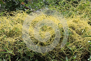 Cuscuta reflexa plant on jangle