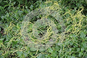 Cuscuta reflexa plant on jangle
