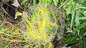 Cuscuta (tali putri, dodder, amarbel). Dodder is parasitic on a very wide variety of plants