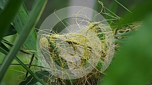 Cuscuta (tali putri, dodder, amarbel). Dodder is parasitic on a very wide variety of plants,