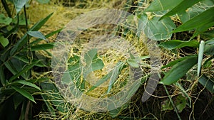 Cuscuta (tali putri, dodder, amarbel). Dodder is parasitic on a very wide variety of plants,