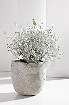 Cushion Bush (Calocephalus brownii) in flower pot photo
