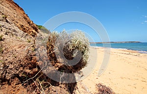 A Cushion Bush Leucophyta brownii photo