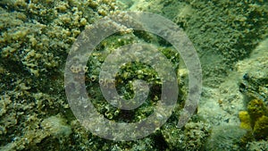 Cushion coral or Caespitose tube coral, pillow coral, cladocora Cladocora caespitosa undersea, Aegean Sea