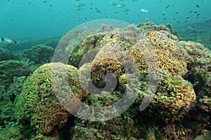 Cushion coral reef in the Adriatic Sea photo