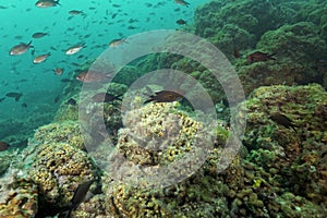 Cushion coral reef in the Adriatic Sea photo