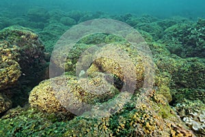 Cushion coral reef in the Adriatic Sea photo
