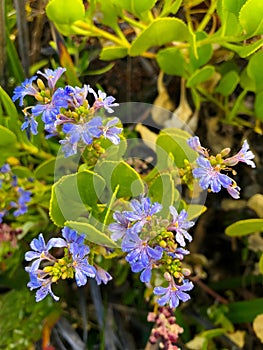 Cushion fanflower, small fan flowers in blue purple growing at H