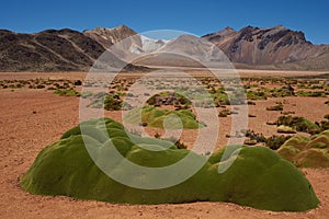 Cushion Plants in the Atacama