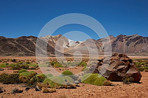 Cushion Plants in the Atacama