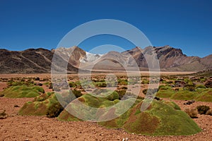 Cushion Plants in the Atacama photo