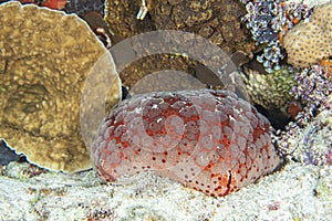 Cushion sea star macro detail while diving maldives