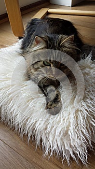 Cushion Siberian cat kitten breed tabby longhaired fluffy cute fury