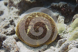 Cushion Star on Coral Reef