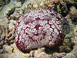 Cushion Starfish in maldivian coral reef photo