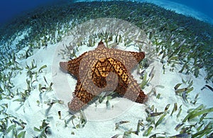 Cushion Starfish in Turtlegrass