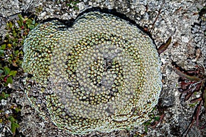 Cushion tapete MaximÃ¢â¬âÃ¢â¬â typical alpine plant SichuanÃ¯Â¼Å China photo