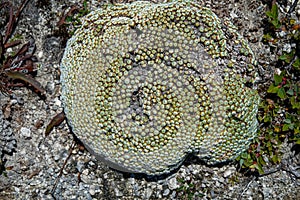 Cushion tapete MaximÃ¢â¬âÃ¢â¬â typical alpine plant SichuanÃ¯Â¼Å China photo