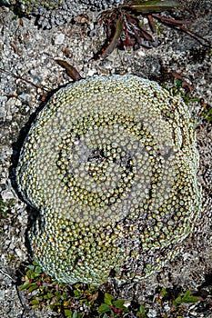 Cushion tapete MaximÃ¢â¬âÃ¢â¬â typical alpine plant SichuanÃ¯Â¼Å China photo