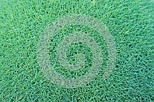 Cushion of Tiny leaves on Dianthus