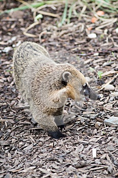 Cusimanse mongoose photo