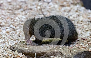 Cusimanse mongoose (kusimanse mongoose) aslo known as the long n