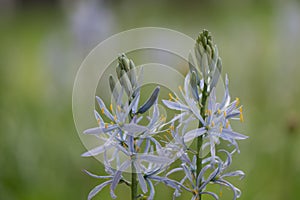 Cussick`s camas Camassia cusickii, soft-blue flower spikes