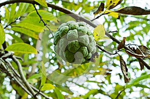 Custard apple