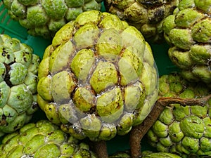 Custard apple (anona squamosa) photo