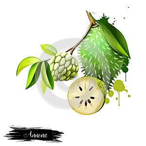 Custard apple fruit, Annona squamosa. Digital art