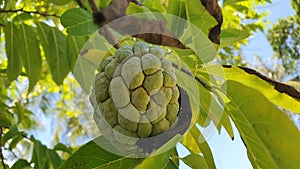 Custard Apple Fruit is Atis in Philippines