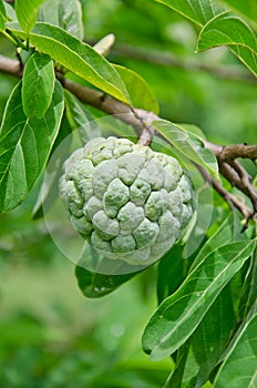 Custard apple fruit
