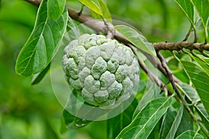 Custard apple fruit