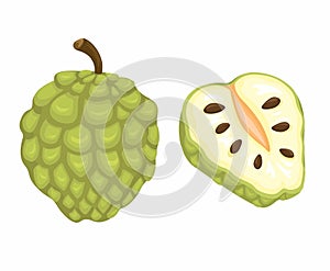 Custard Apple Fruit Set Cartoon Illustration Vector