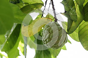 Custard apple fruit in Thailand