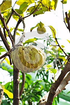 Custard apple fruit tree in the garden