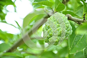 Custard apple in the garden