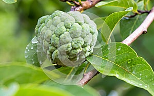 Custard Apple