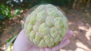 Custard apple